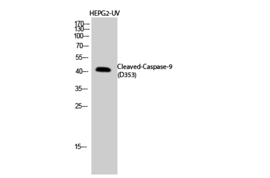 Western blot - Cleaved-Caspase-9 (D353) Polyclonal Antibody from Signalway Antibody (40503) - Antibodies.com