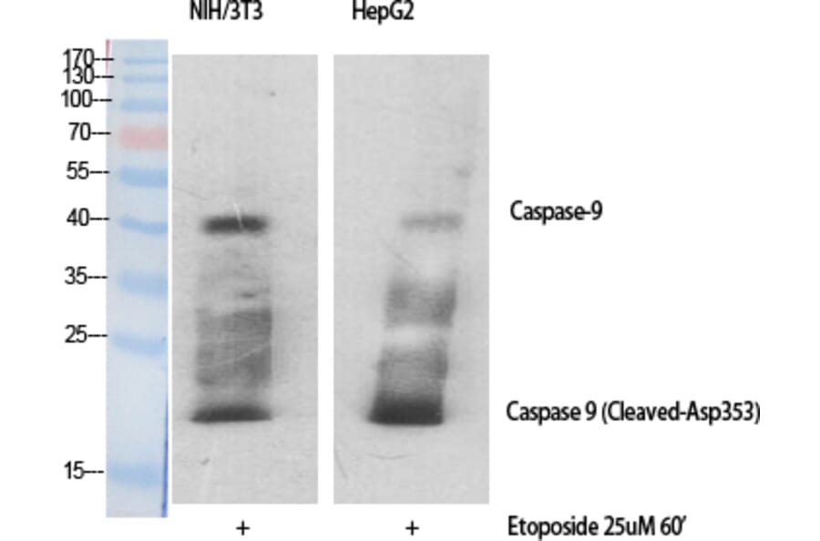 Western blot - Cleaved-Caspase-9 (D353) Polyclonal Antibody from Signalway Antibody (40503) - Antibodies.com
