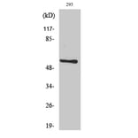 Western blot - Akt Polyclonal Antibody from Signalway Antibody (40567) - Antibodies.com