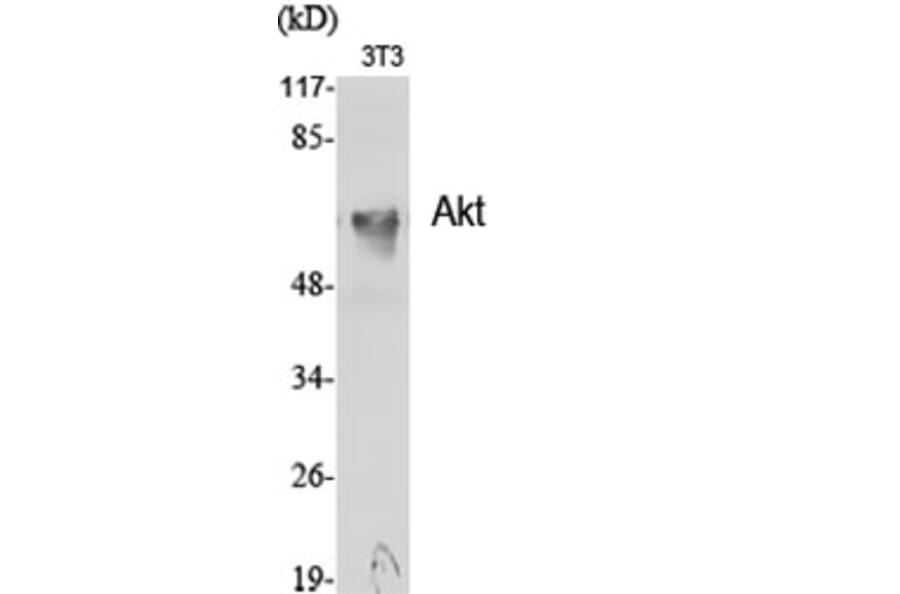 Western blot - Akt Polyclonal Antibody from Signalway Antibody (40567) - Antibodies.com