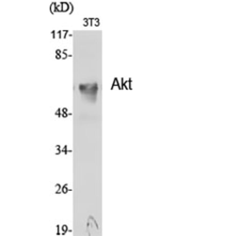 Western blot - Akt Polyclonal Antibody from Signalway Antibody (40567) - Antibodies.com