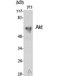 Western blot - Akt Polyclonal Antibody from Signalway Antibody (40567) - Antibodies.com