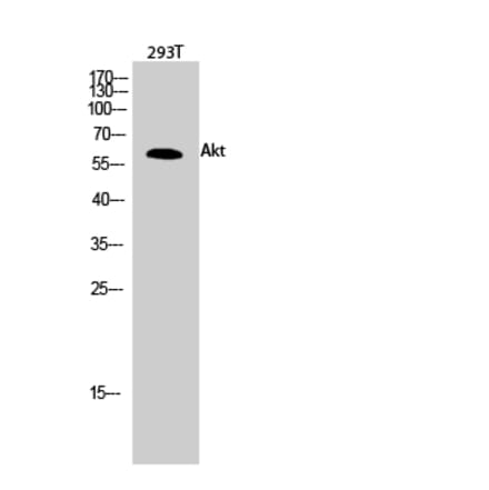 Western blot - Akt Polyclonal Antibody from Signalway Antibody (40569) - Antibodies.com