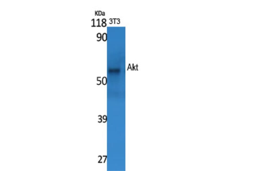 Western blot - Akt Polyclonal Antibody from Signalway Antibody (40569) - Antibodies.com