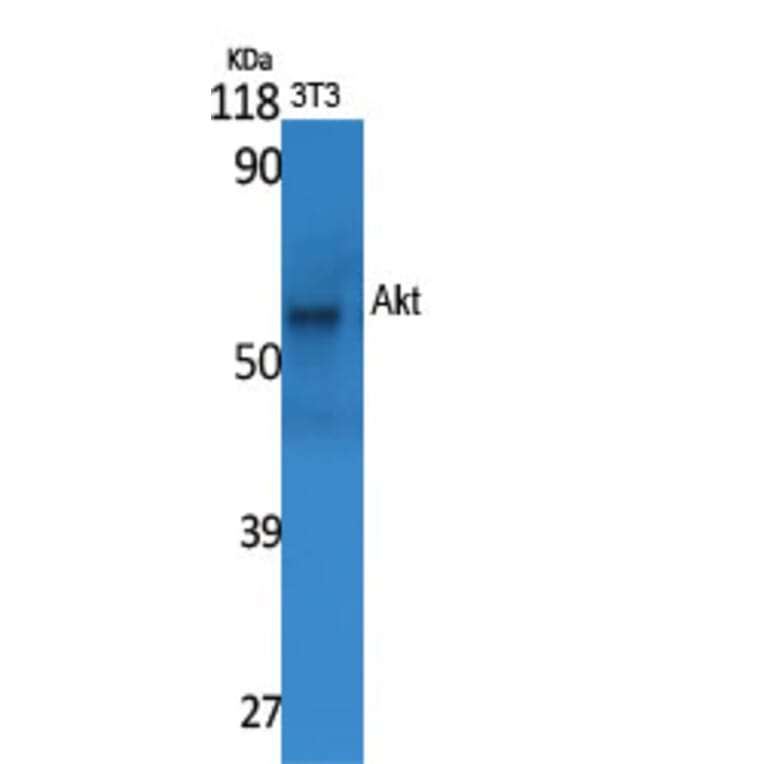 Western blot - Akt Polyclonal Antibody from Signalway Antibody (40569) - Antibodies.com