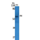 Western blot - Akt Polyclonal Antibody from Signalway Antibody (40569) - Antibodies.com