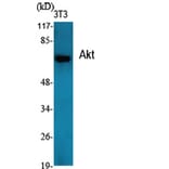 Western blot - Akt Polyclonal Antibody from Signalway Antibody (40572) - Antibodies.com