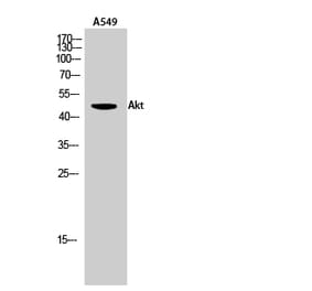 Western blot - Akt Polyclonal Antibody from Signalway Antibody (40576) - Antibodies.com