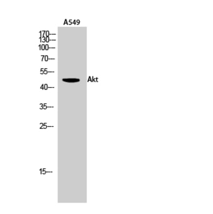Western blot - Akt Polyclonal Antibody from Signalway Antibody (40576) - Antibodies.com