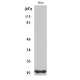 Western blot - Bax Polyclonal Antibody from Signalway Antibody (40636) - Antibodies.com