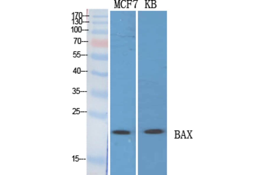Western blot - Bax Polyclonal Antibody from Signalway Antibody (40636) - Antibodies.com