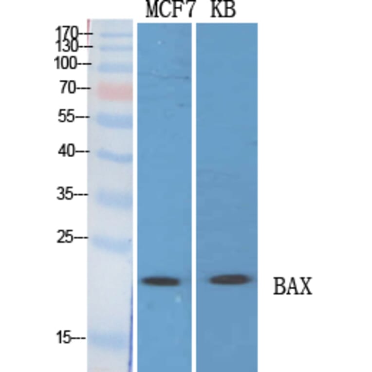 Western blot - Bax Polyclonal Antibody from Signalway Antibody (40636) - Antibodies.com