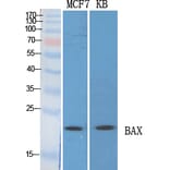 Western blot - Bax Polyclonal Antibody from Signalway Antibody (40636) - Antibodies.com