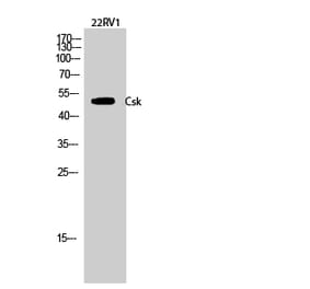 Western blot - Csk Polyclonal Antibody from Signalway Antibody (40788) - Antibodies.com