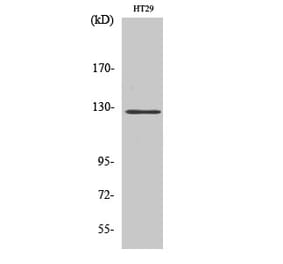 Western blot - FAK Polyclonal Antibody from Signalway Antibody (40914) - Antibodies.com