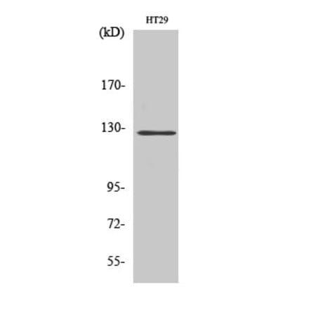 Western blot - FAK Polyclonal Antibody from Signalway Antibody (40914) - Antibodies.com