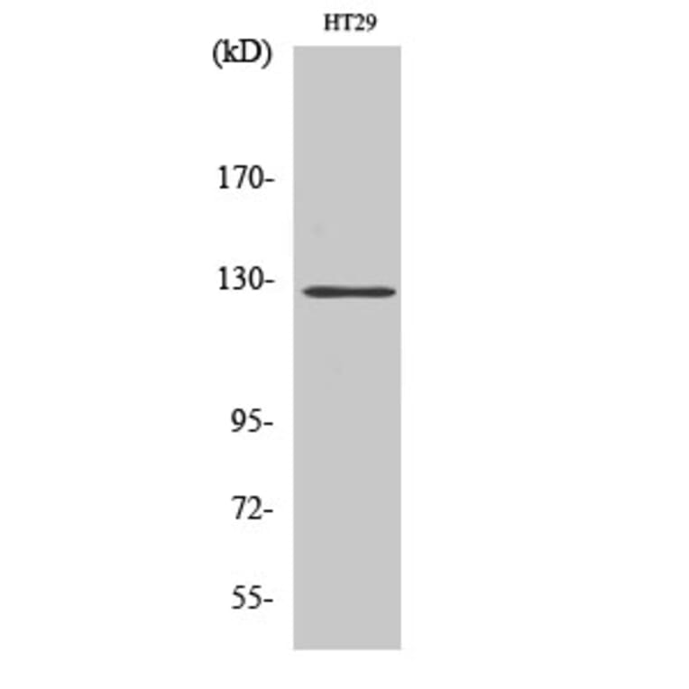 Western blot - FAK Polyclonal Antibody from Signalway Antibody (40914) - Antibodies.com