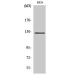 Western blot - FAK Polyclonal Antibody from Signalway Antibody (40914) - Antibodies.com