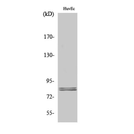 Western blot - HSL Polyclonal Antibody from Signalway Antibody (41039) - Antibodies.com