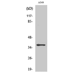 Western blot - ND1 Polyclonal Antibody from Signalway Antibody (41203) - Antibodies.com