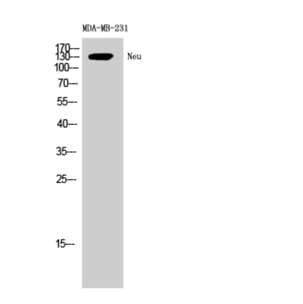 Western blot - Neu Polyclonal Antibody from Signalway Antibody (41216) - Antibodies.com
