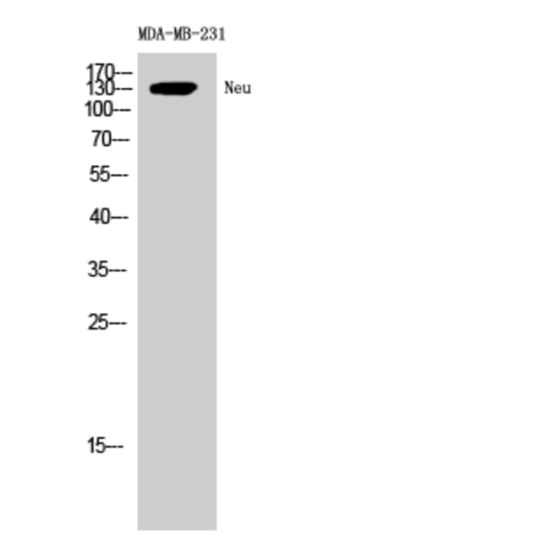 Western blot - Neu Polyclonal Antibody from Signalway Antibody (41216) - Antibodies.com