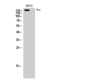 Western blot - Neu Polyclonal Antibody from Signalway Antibody (41218) - Antibodies.com