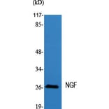 Western blot - NGF Polyclonal Antibody from Signalway Antibody (41239) - Antibodies.com