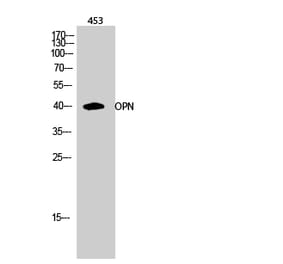 Western blot - OPN Polyclonal Antibody from Signalway Antibody (41290) - Antibodies.com