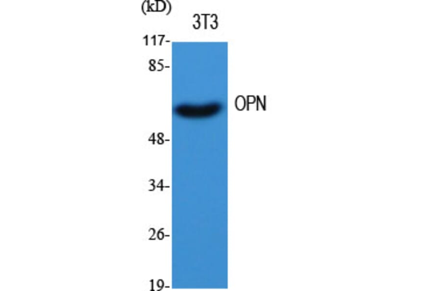 Western blot - OPN Polyclonal Antibody from Signalway Antibody (41290) - Antibodies.com