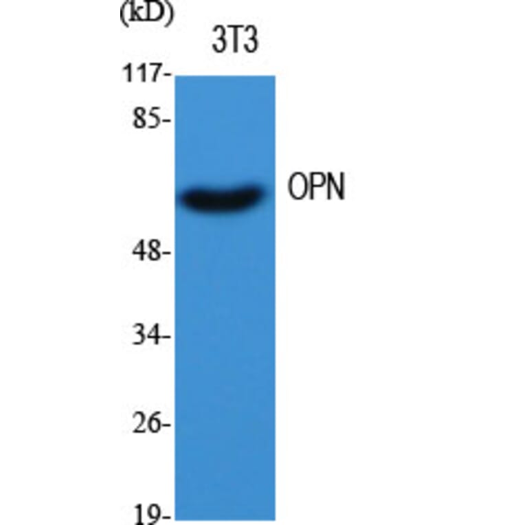 Western blot - OPN Polyclonal Antibody from Signalway Antibody (41290) - Antibodies.com