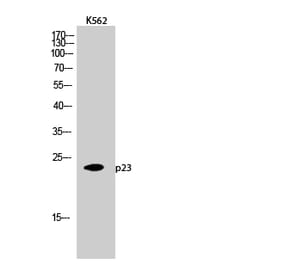 Western blot - p23 Polyclonal Antibody from Signalway Antibody (41298) - Antibodies.com