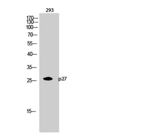 Western blot - p27 Polyclonal Antibody from Signalway Antibody (41299) - Antibodies.com