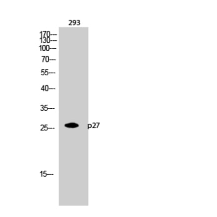 Western blot - p27 Polyclonal Antibody from Signalway Antibody (41299) - Antibodies.com