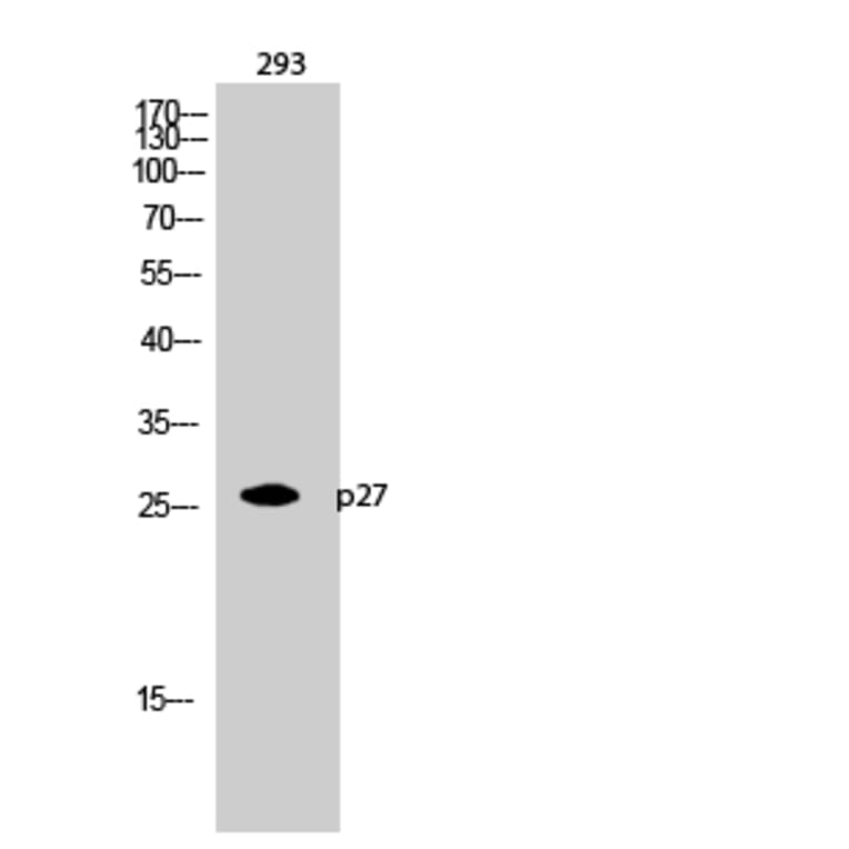Western blot - p27 Polyclonal Antibody from Signalway Antibody (41299) - Antibodies.com