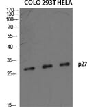 Western blot - p27 Polyclonal Antibody from Signalway Antibody (41299) - Antibodies.com
