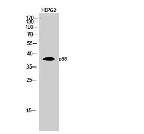 Western blot - p38 Polyclonal Antibody from Signalway Antibody (41305) - Antibodies.com