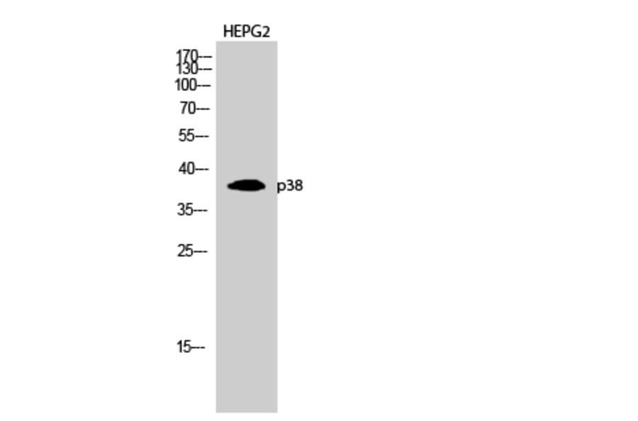 Western blot - p38 Polyclonal Antibody from Signalway Antibody (41305) - Antibodies.com