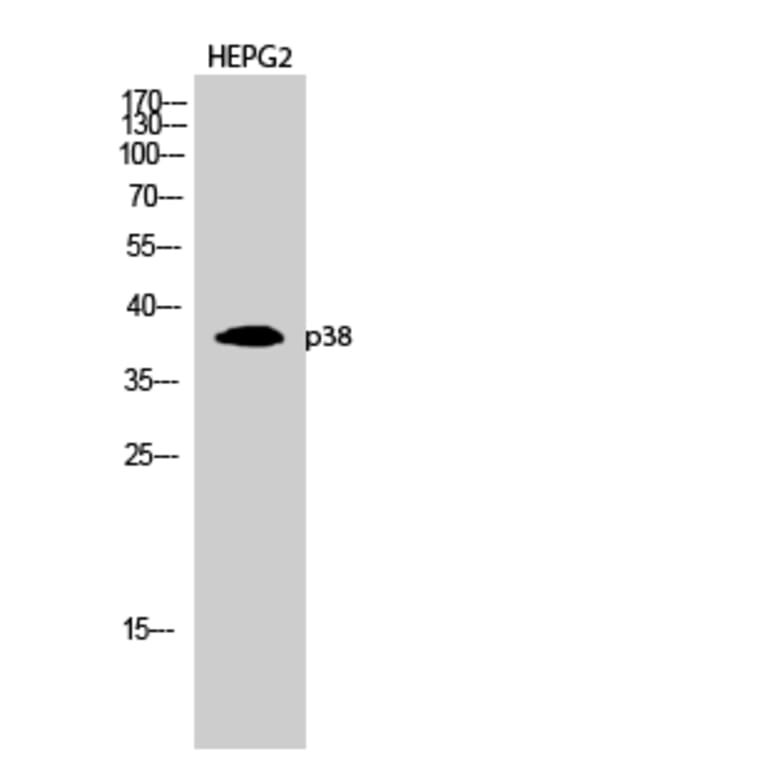 Western blot - p38 Polyclonal Antibody from Signalway Antibody (41305) - Antibodies.com