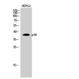 Western blot - p38 Polyclonal Antibody from Signalway Antibody (41305) - Antibodies.com