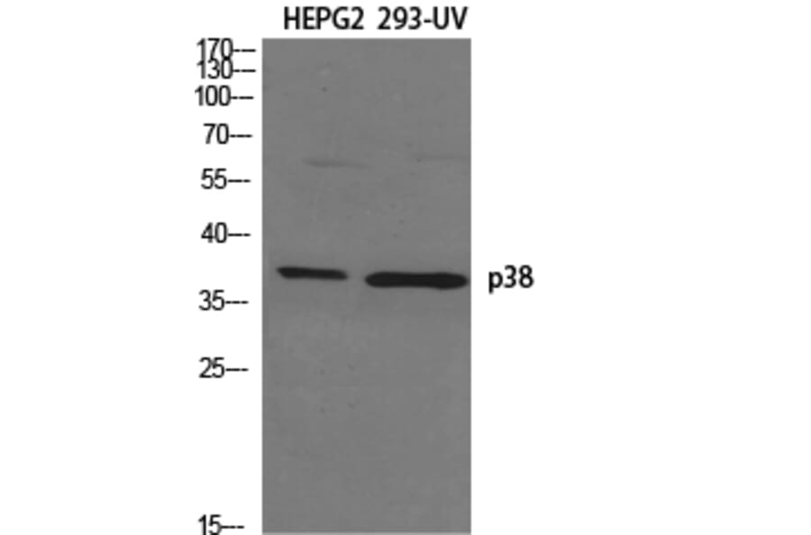 Western blot - p38 Polyclonal Antibody from Signalway Antibody (41305) - Antibodies.com