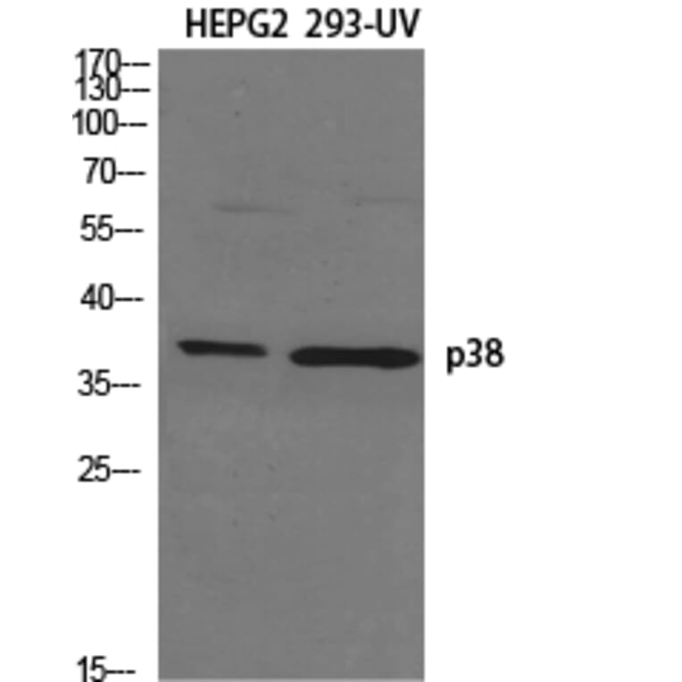 Western blot - p38 Polyclonal Antibody from Signalway Antibody (41305) - Antibodies.com