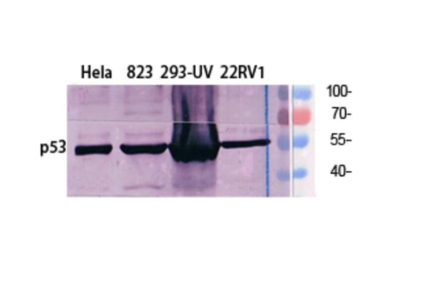 Western blot - p53 Polyclonal Antibody from Signalway Antibody (41312) - Antibodies.com