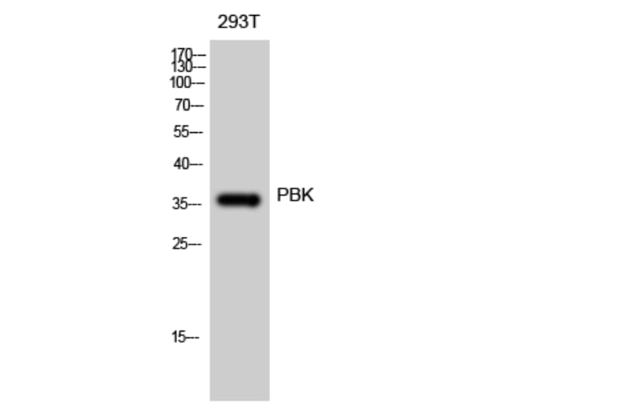 Western blot - PBK Polyclonal Antibody from Signalway Antibody (41325) - Antibodies.com