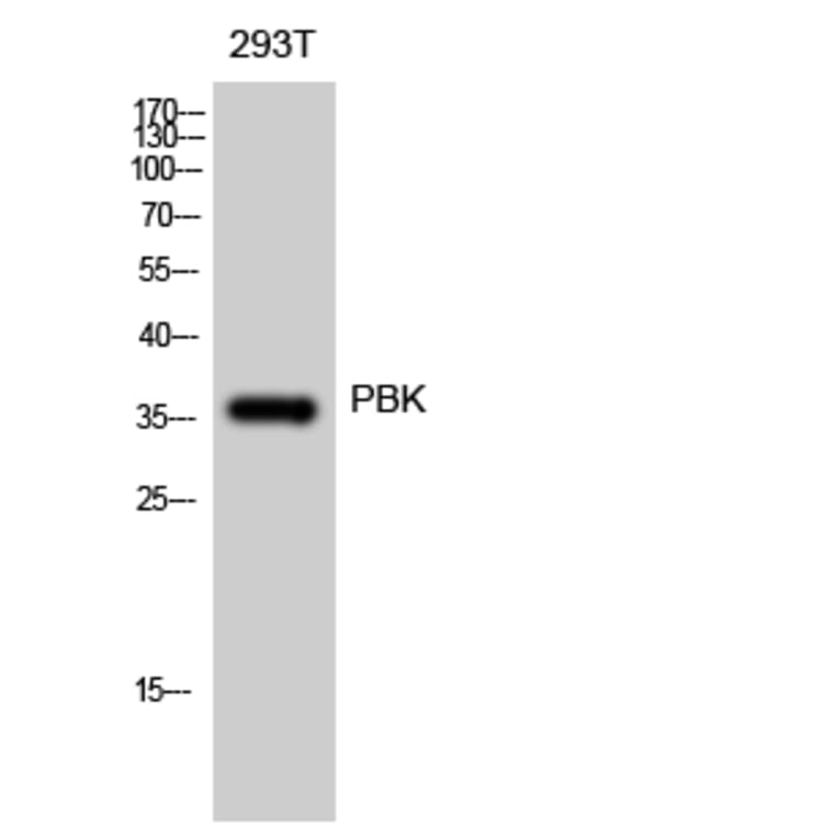 Western blot - PBK Polyclonal Antibody from Signalway Antibody (41325) - Antibodies.com