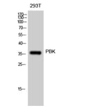 Western blot - PBK Polyclonal Antibody from Signalway Antibody (41325) - Antibodies.com