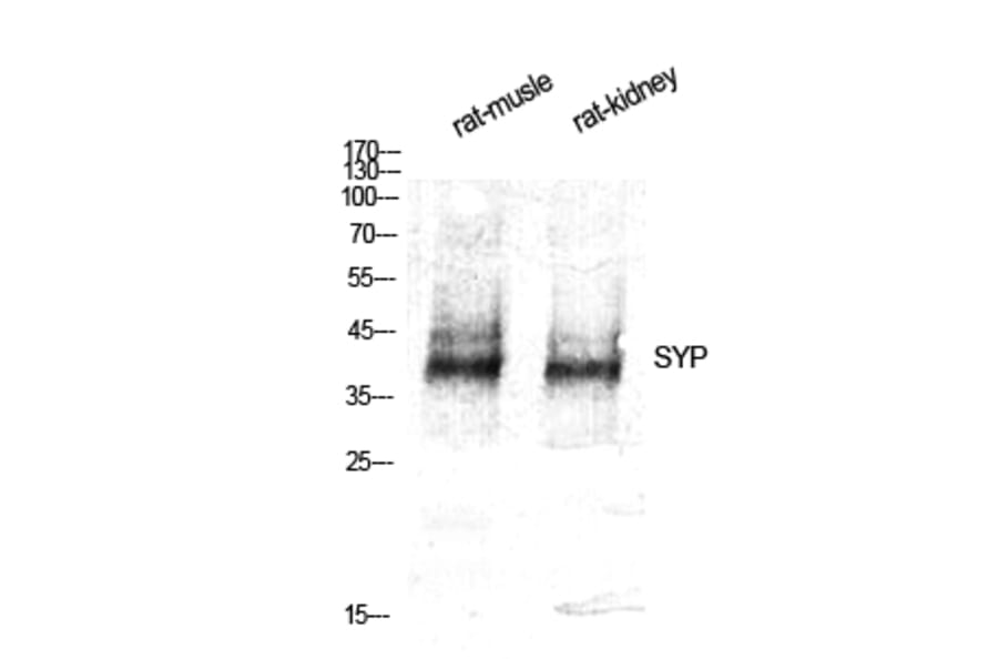 Western blot - SYP Polyclonal Antibody from Signalway Antibody (41475) - Antibodies.com