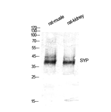 Western blot - SYP Polyclonal Antibody from Signalway Antibody (41475) - Antibodies.com