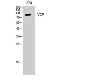 Western blot - VCP Polyclonal Antibody from Signalway Antibody (41530) - Antibodies.com
