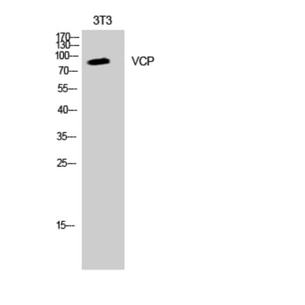 Western blot - VCP Polyclonal Antibody from Signalway Antibody (41530) - Antibodies.com